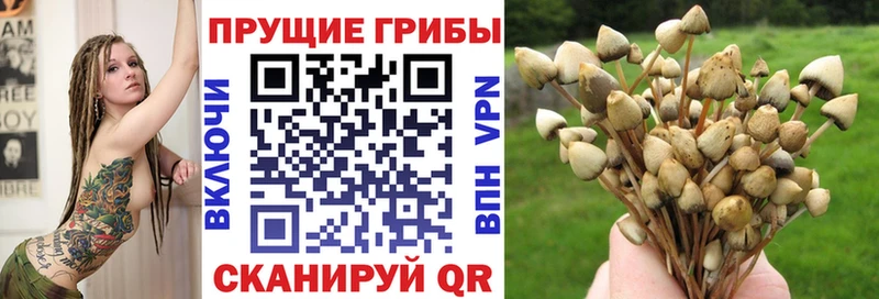 Галлюциногенные грибы Cubensis omg ONION Алексеевка